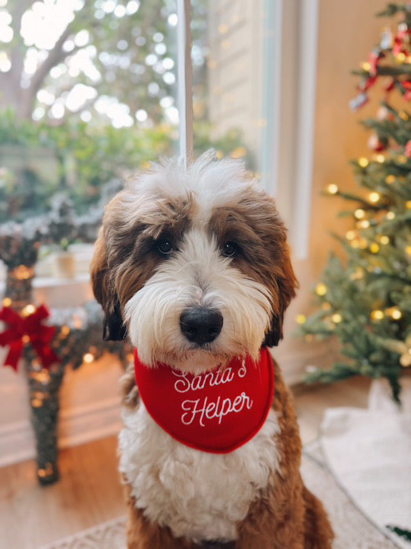 Waglane Dog Bandana